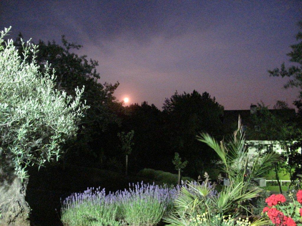 Le jardin quand la lune se lève (villa Les Agapanthes)