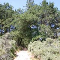 Les Landes? Non la côte d'Opale (Pas de Calais)